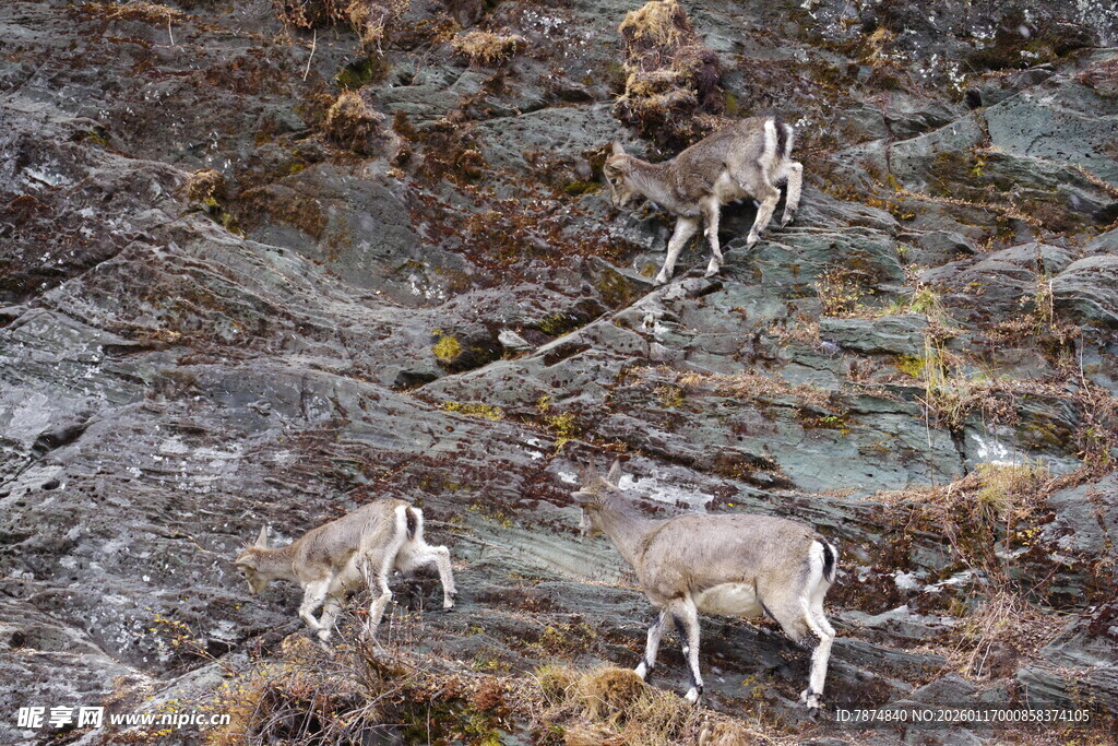 山坡上的三只野生山羊