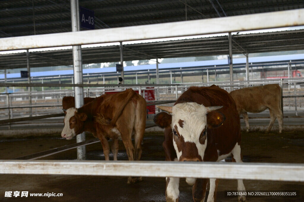 牛舍内的几头奶牛