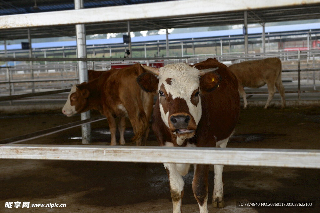 牛舍中的几头奶牛