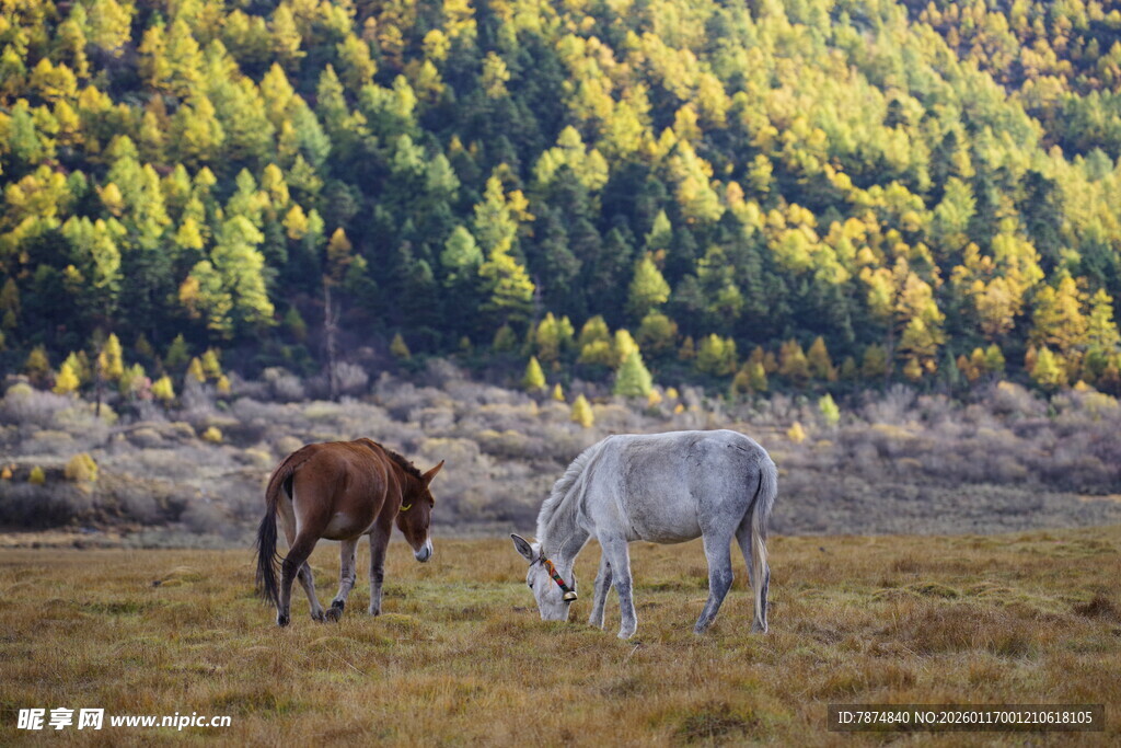草原双马悠然进食