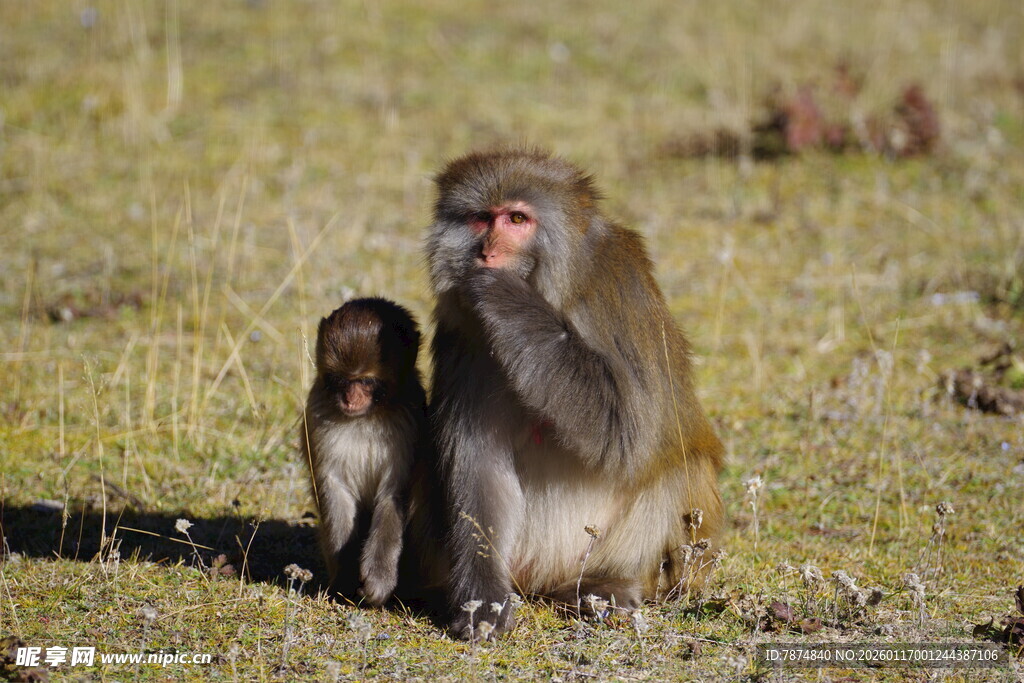 草原上的狒狒母子