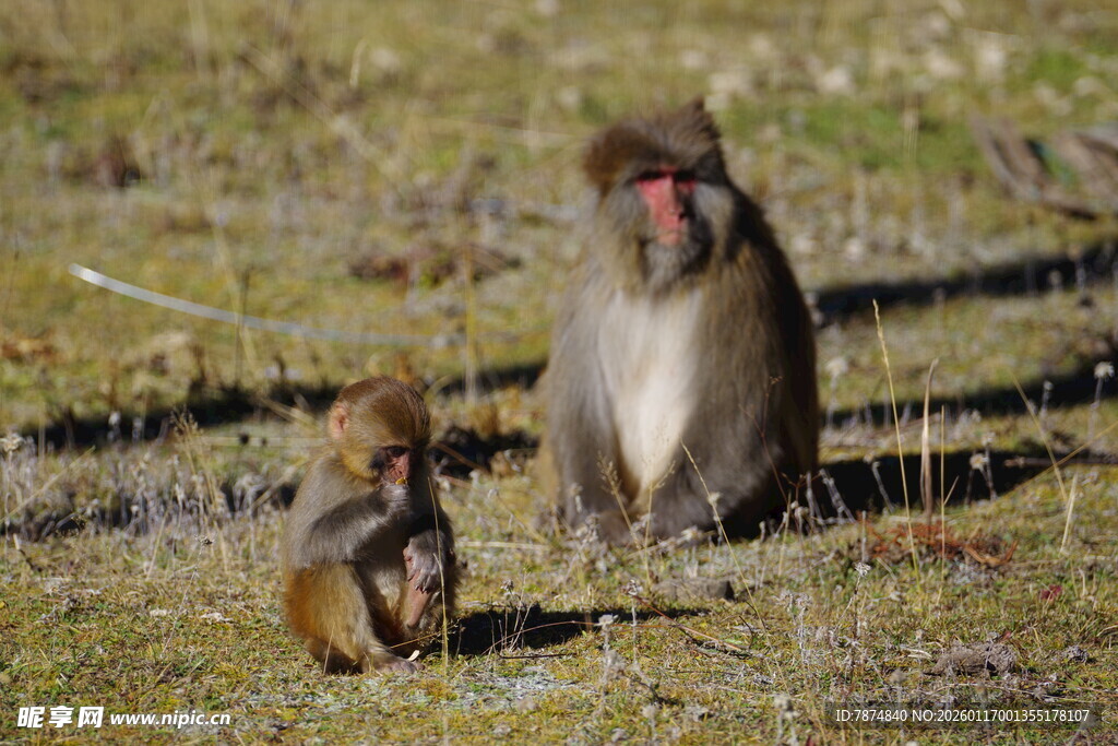 草地上的两只猴子