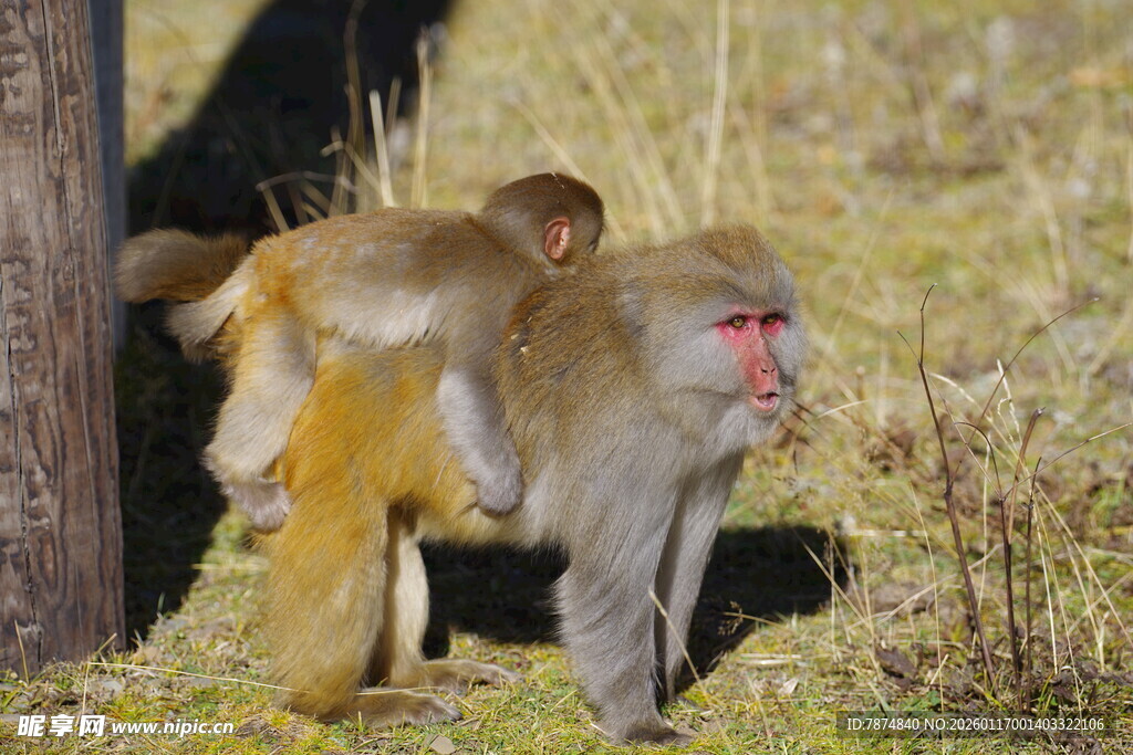 两只猴子在树干旁互动