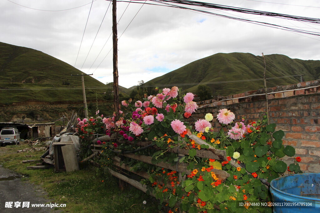 乡村墙边绽放的多彩花卉