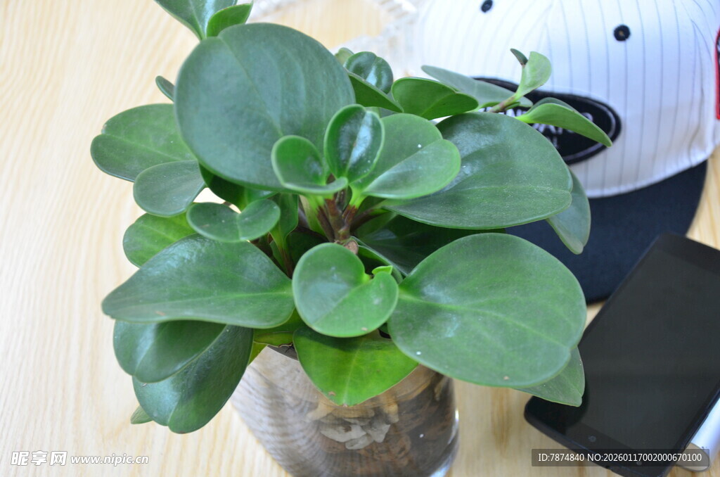 玻璃容器中的翠绿盆栽