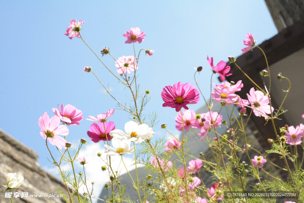 古宅旁绽放的多彩格桑花