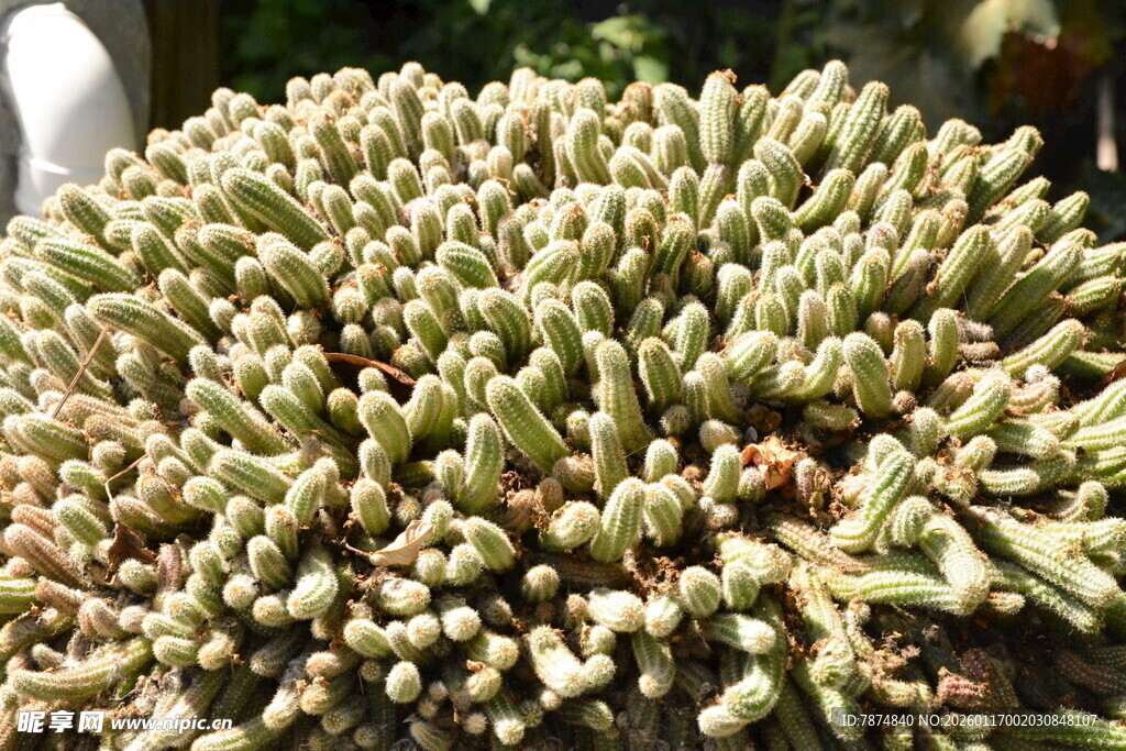 密集生长的奇特植物