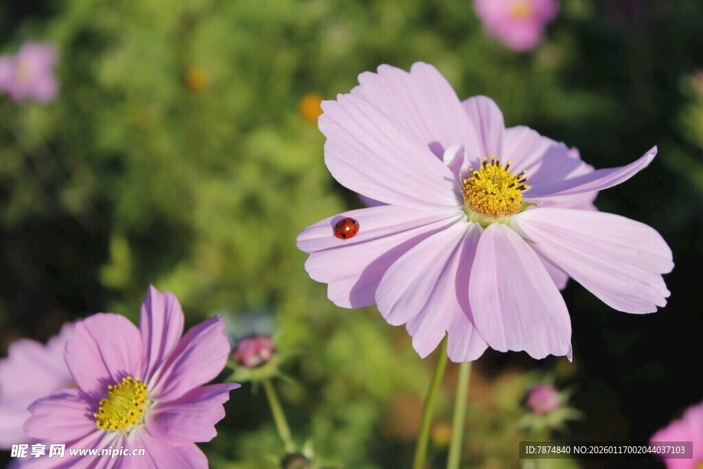 美丽波斯菊绽放瞬间