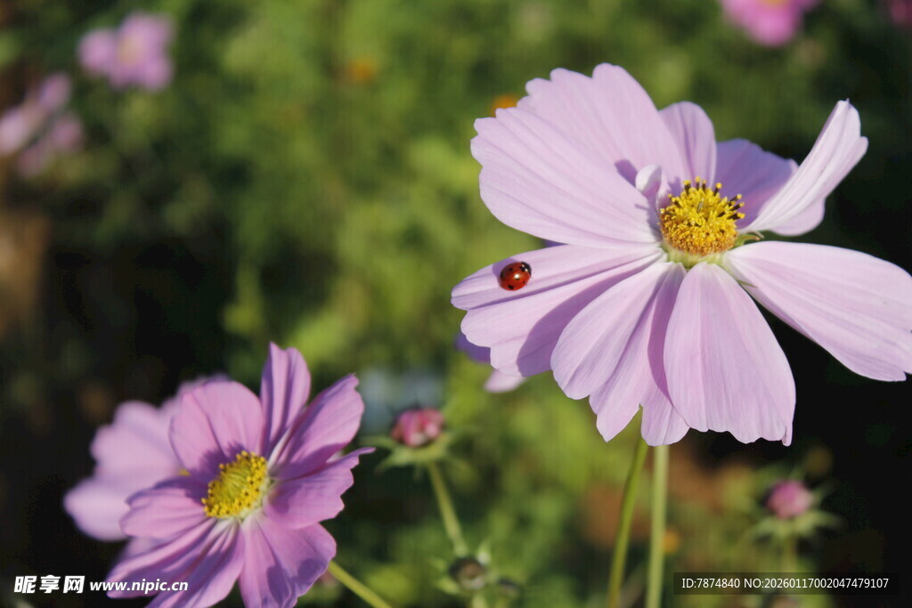 紫色格桑花上的红色瓢虫