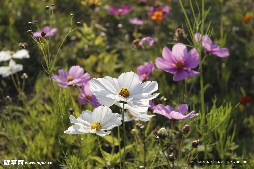 多彩野花绽放于草地