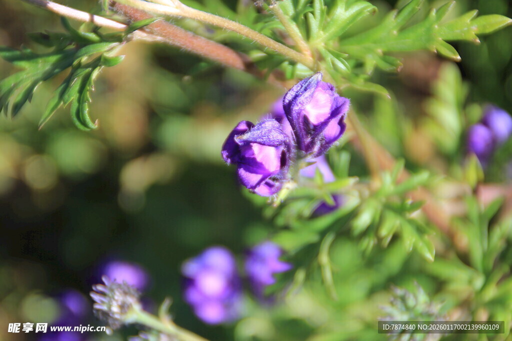 紫色小花绽放于枝头