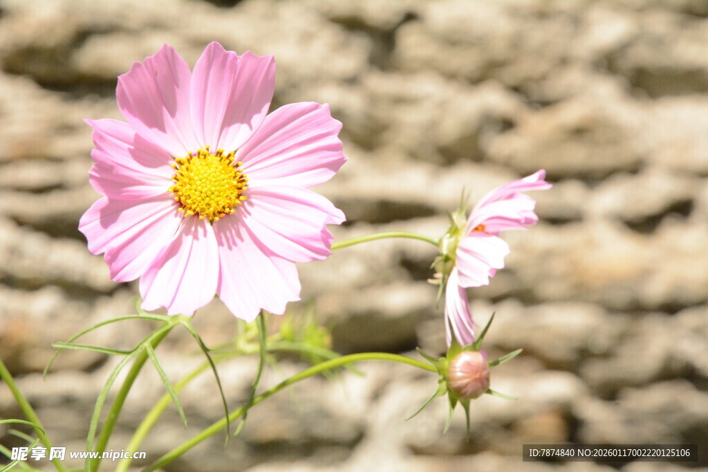 石墙旁的娇艳波斯菊