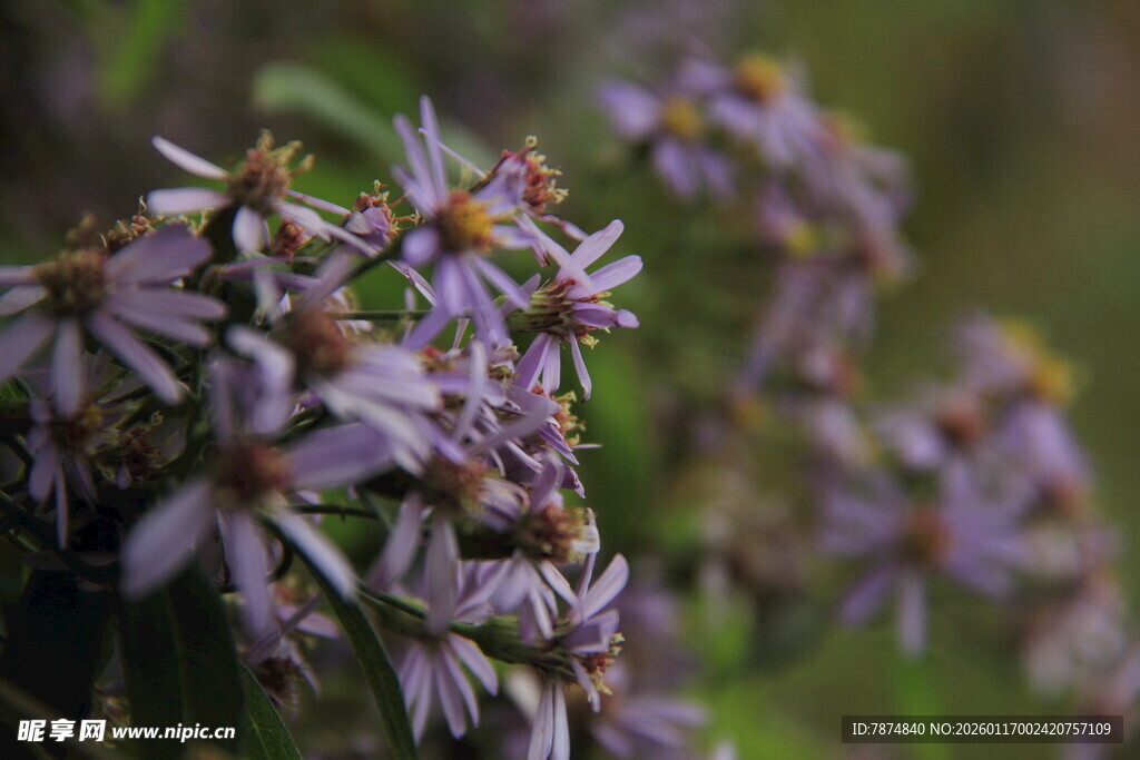 紫色小花绽放于自然间