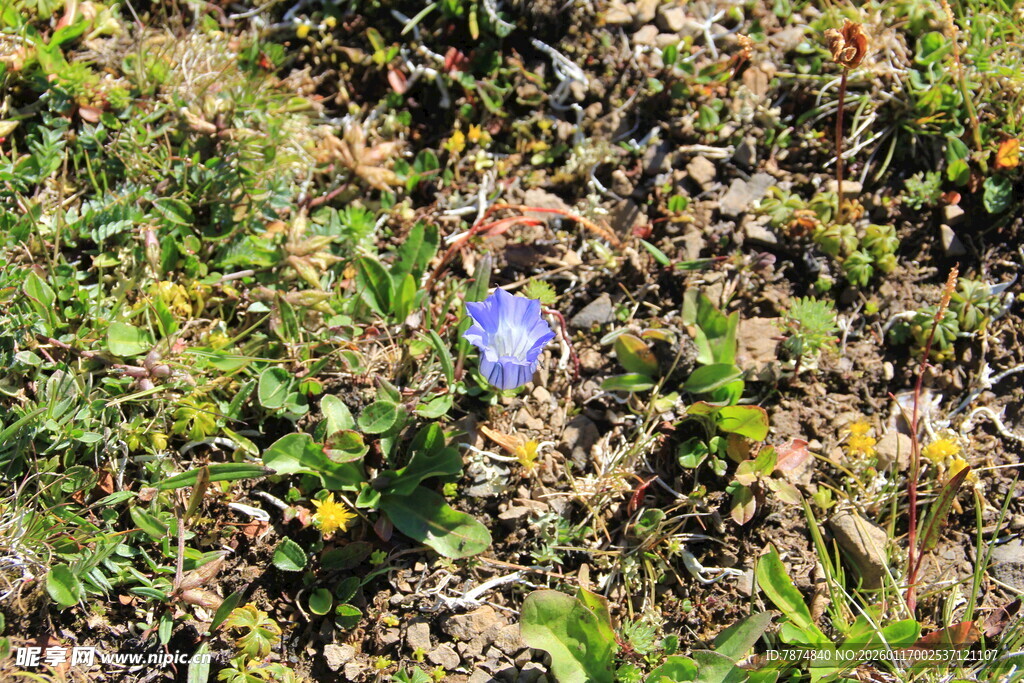 草丛中的蓝色小花