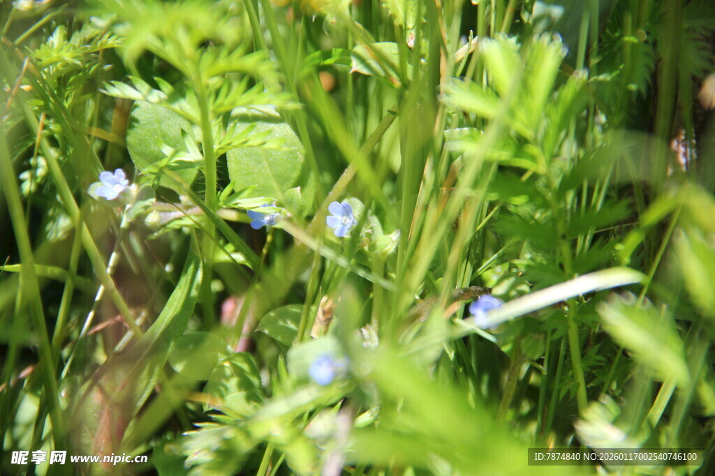 草丛中的蓝色小花