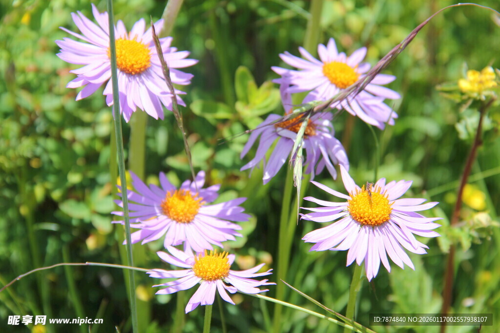 野外绽放的美丽雏菊