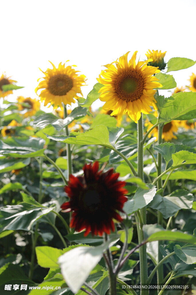 多彩向日葵绽放田园风光