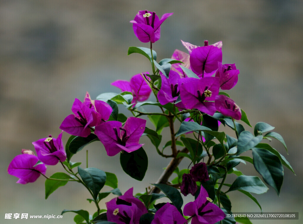 绽放的紫色三角梅
