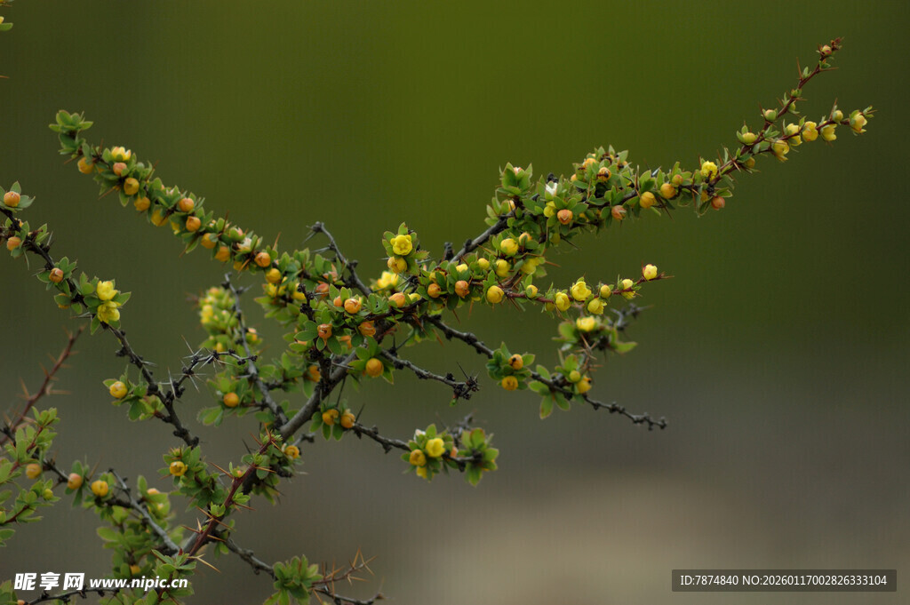 枝头绽放的嫩黄小花
