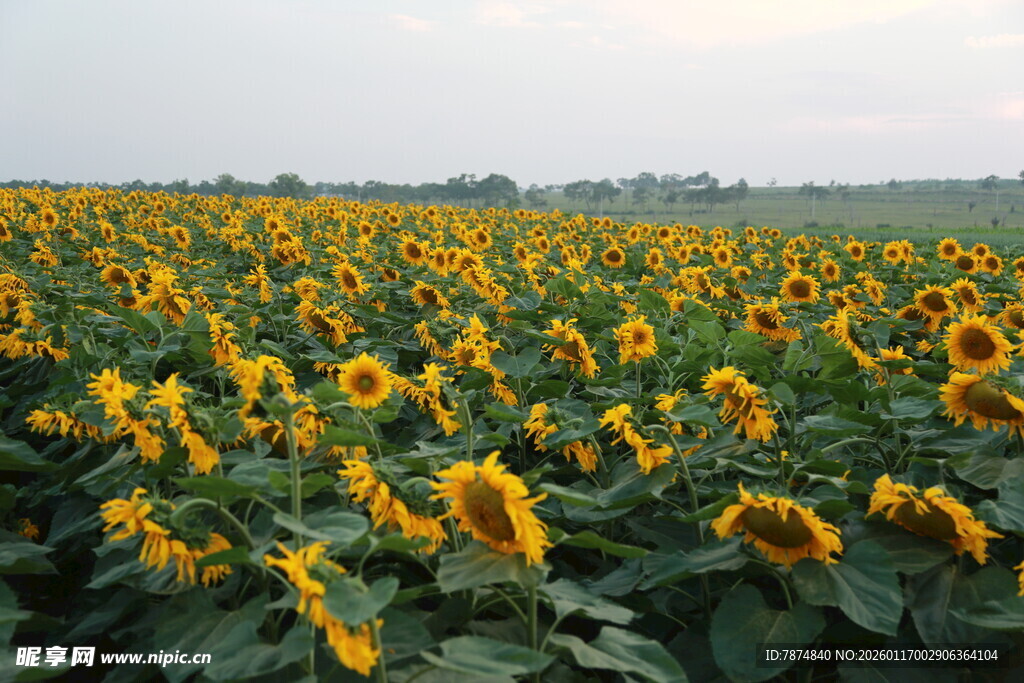 向日葵花海 绽放的灿烂