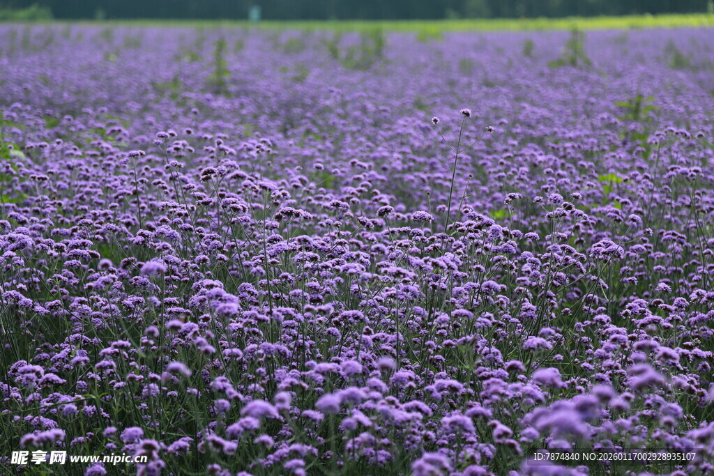 紫色花海 浪漫梦幻之景