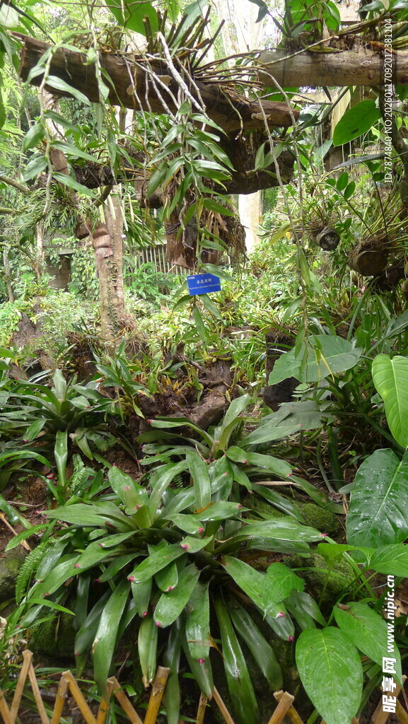 繁茂丛林中的多彩植物景观