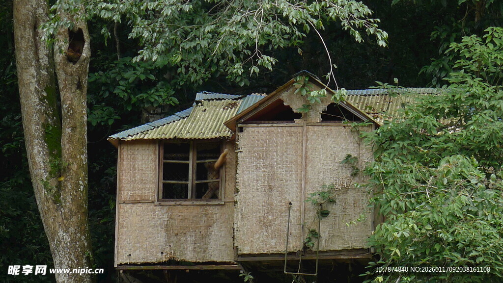 森林中的木质树屋