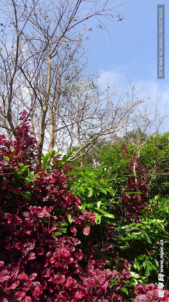 繁花绿树间的自然景致
