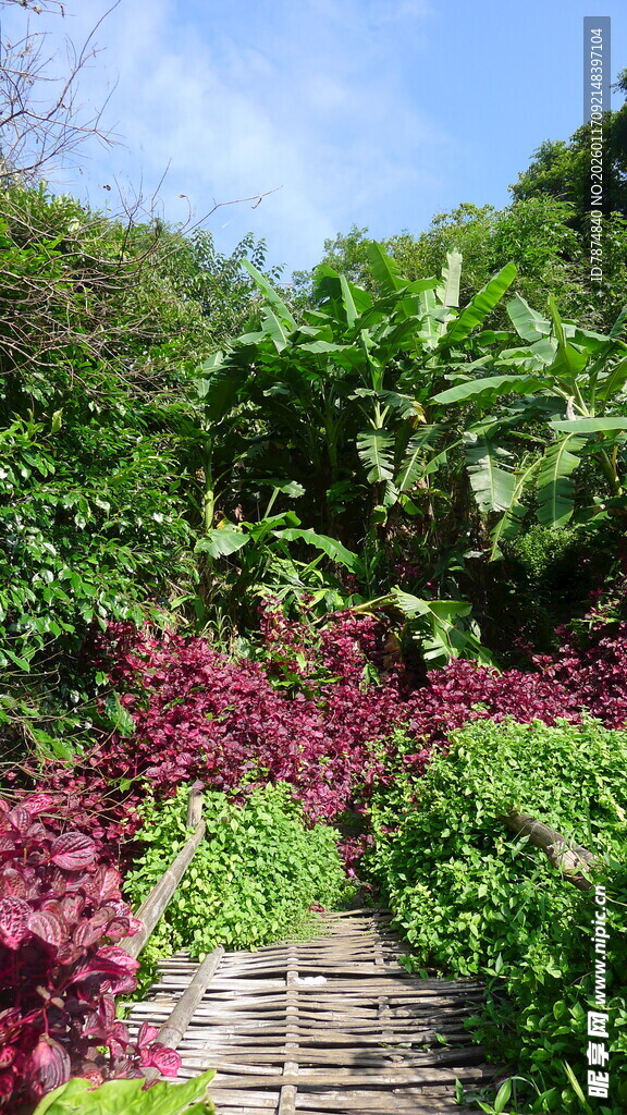 缤纷植物间的木质小径