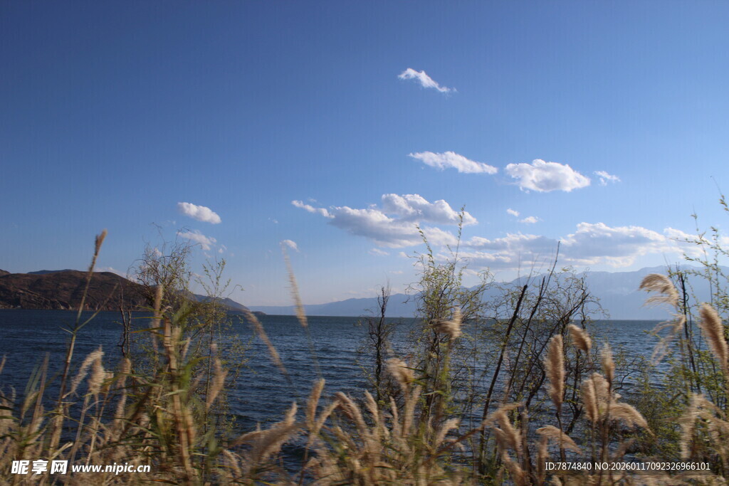 湖畔蓝天芦苇美景