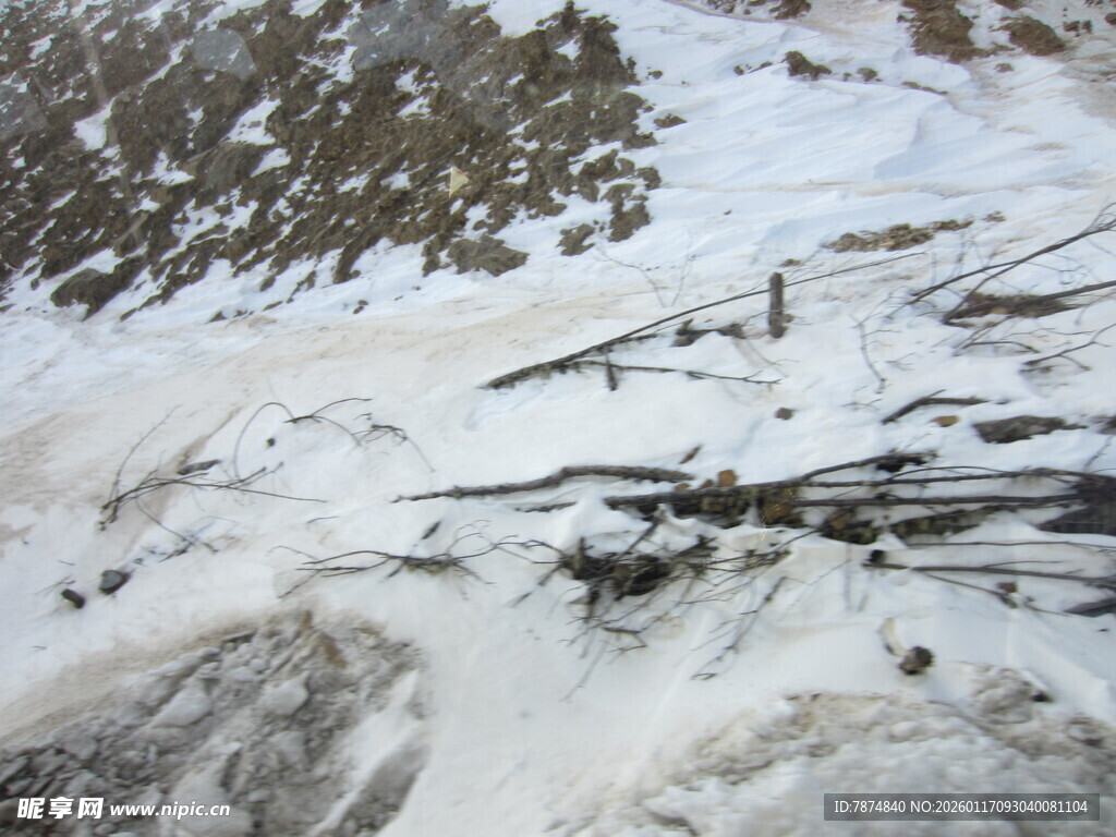 雪地中的枯枝景象