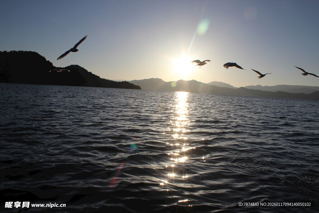 夕阳下飞鸟掠过波光水面