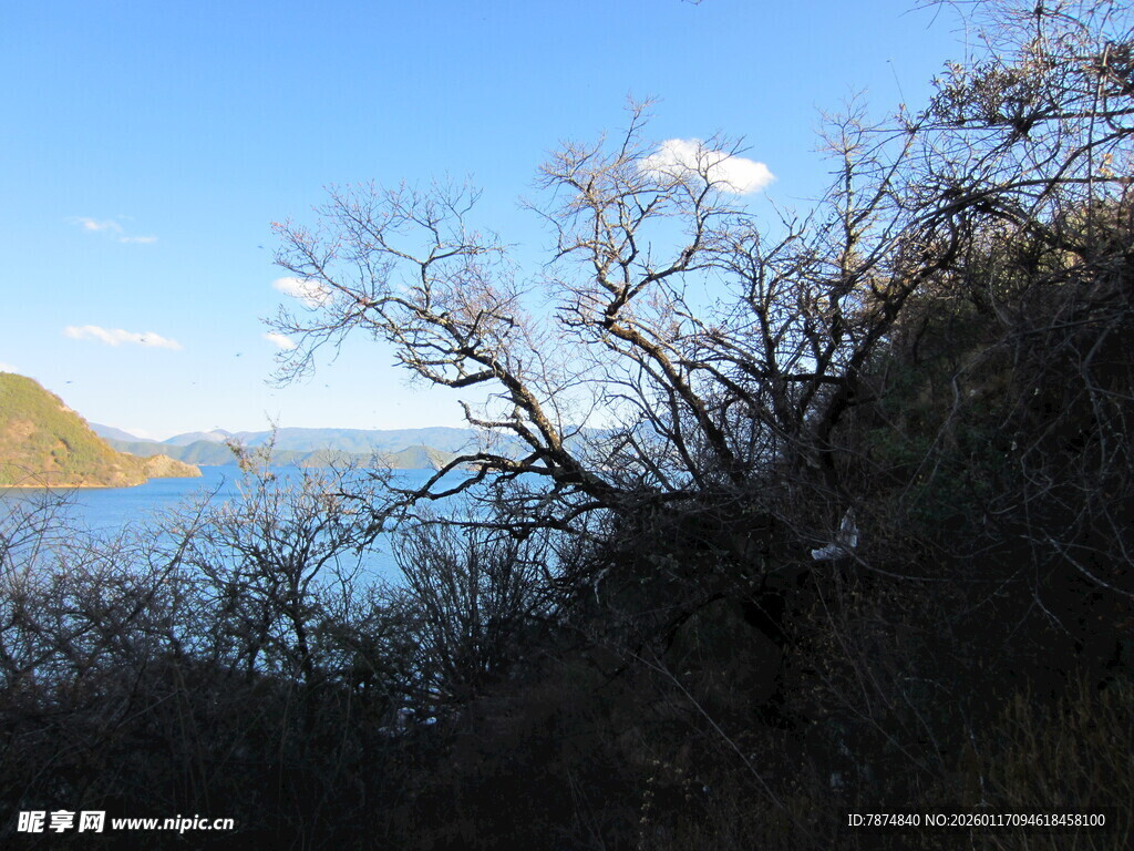 湖畔枯树与蓝天美景