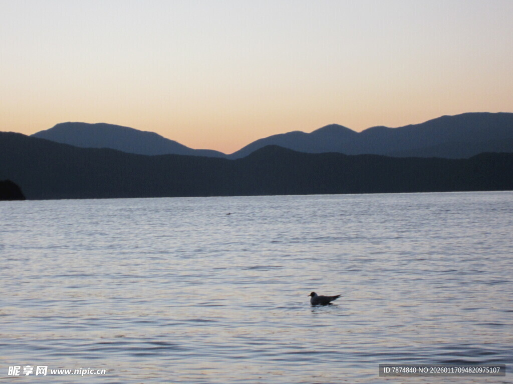湖畔暮色中孤鸟游弋
