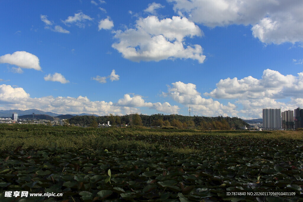 蓝天白云下的广袤田野