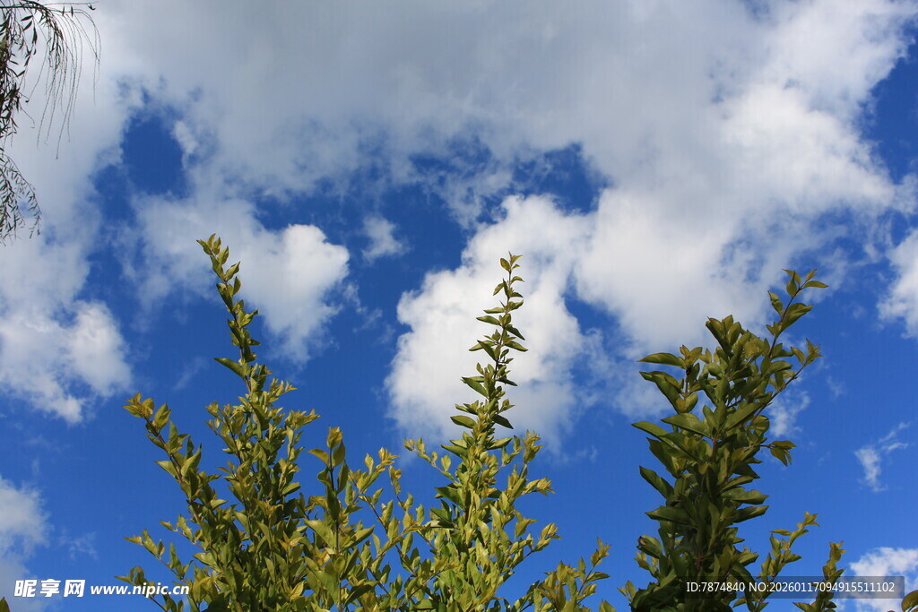 蓝天绿树间的清新景致