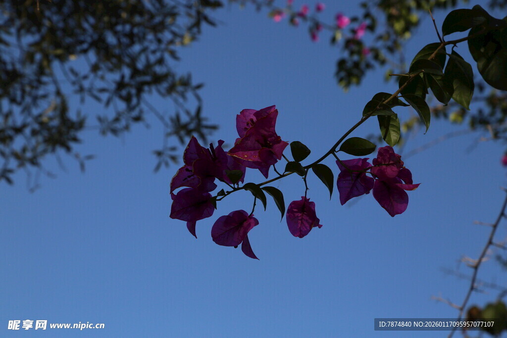 蓝天映衬下的艳丽三角梅