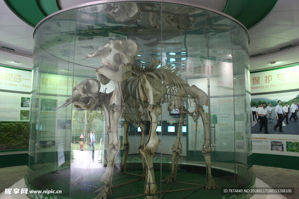 博物馆内的恐龙骨架展品