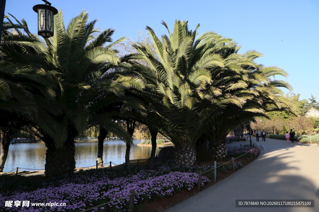 湖畔棕榈与紫花的美丽景致