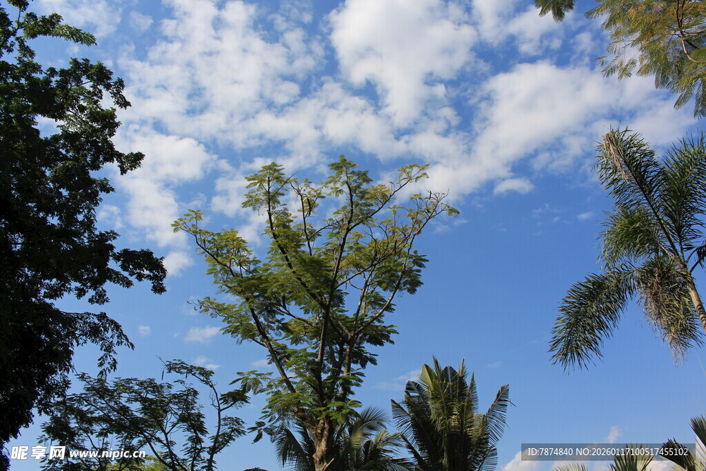 蓝天绿树间的清新景致