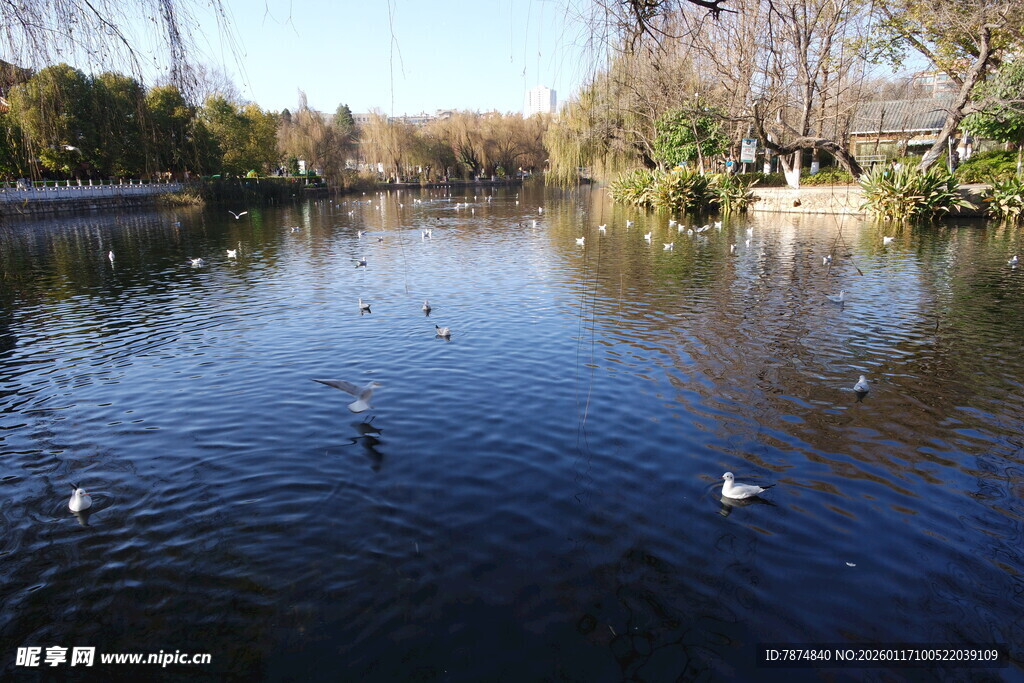 湖畔飞鸟 宁静自然景致