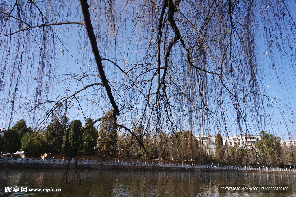 湖畔垂柳 冬日静谧景致