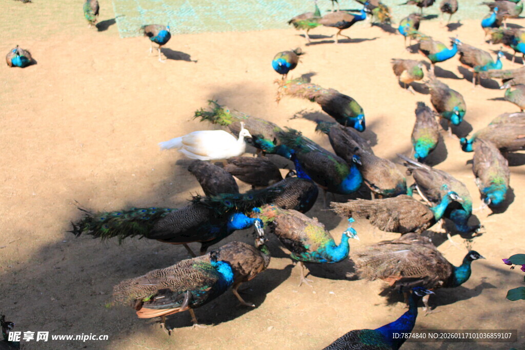 沙滩上的多彩鸻鸟群