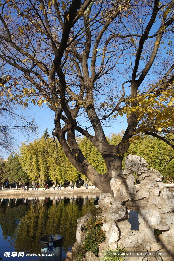 秋日湖畔老树风景