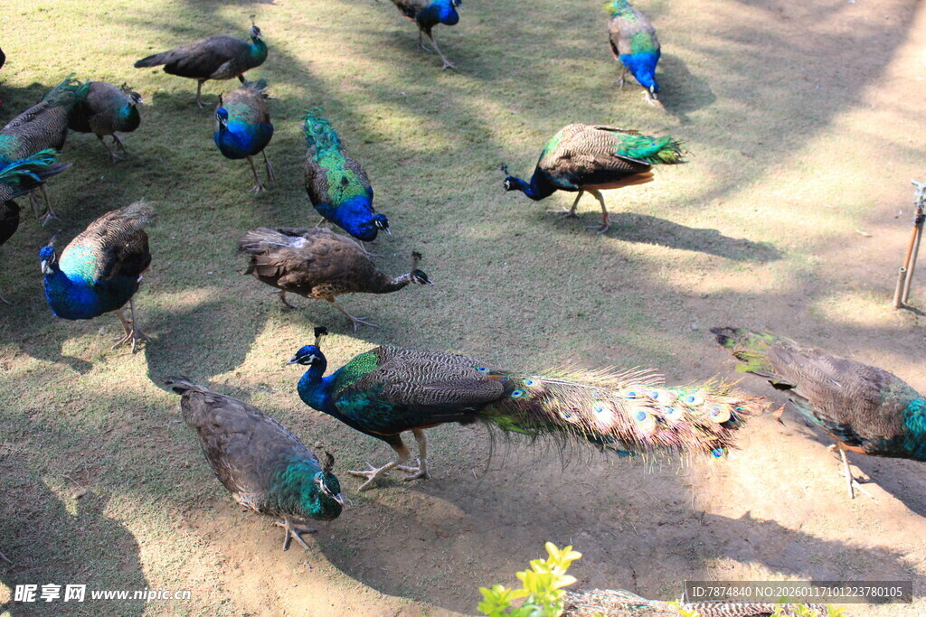 群孔雀于户外地面休憩