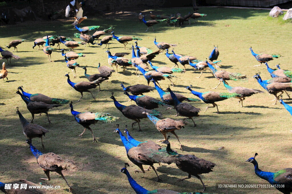 群孔雀漫步草地