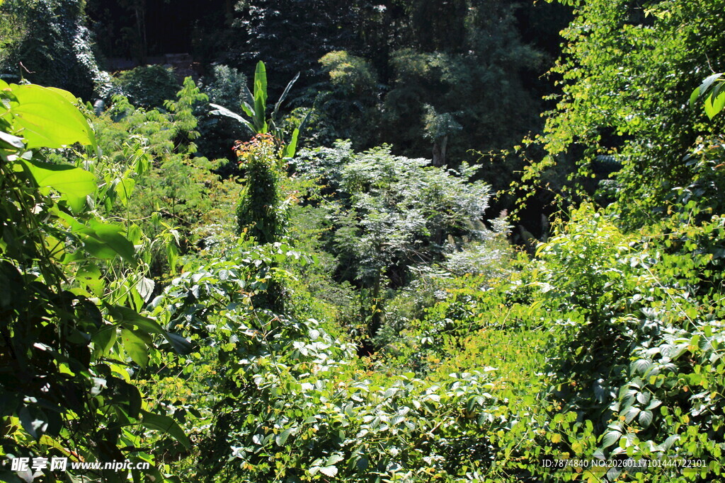 茂密丛林绿意盎然