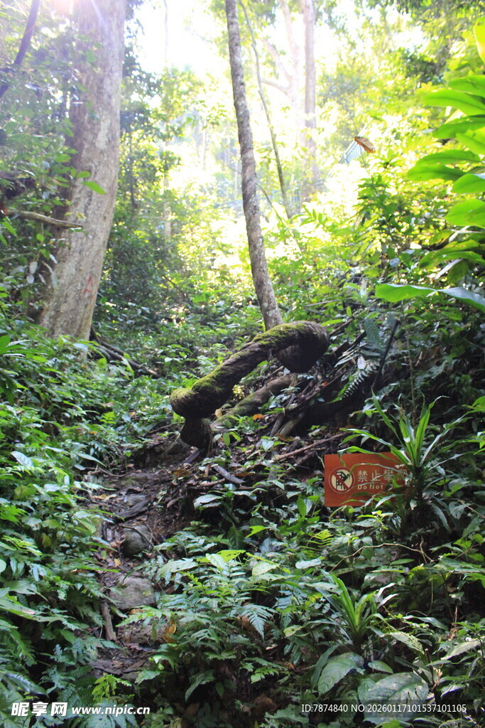 阳光照耀下的茂密森林小径