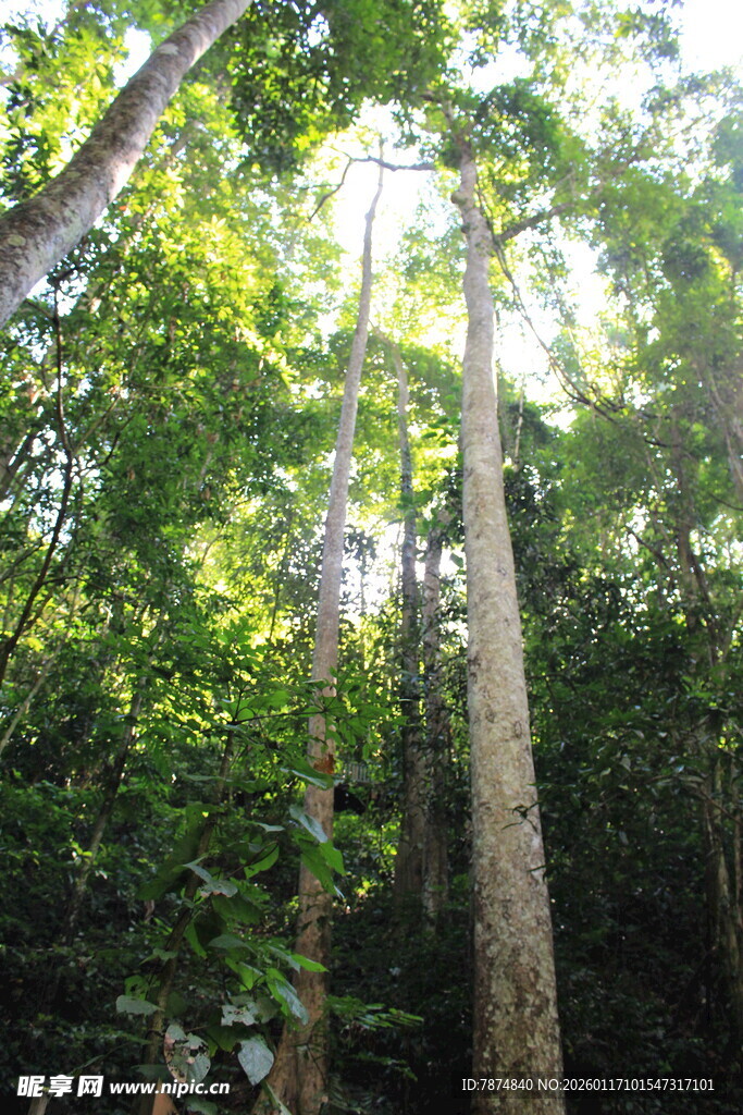 茂密森林中的高大树木