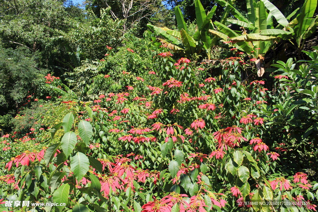 繁花盛开的绿植景观